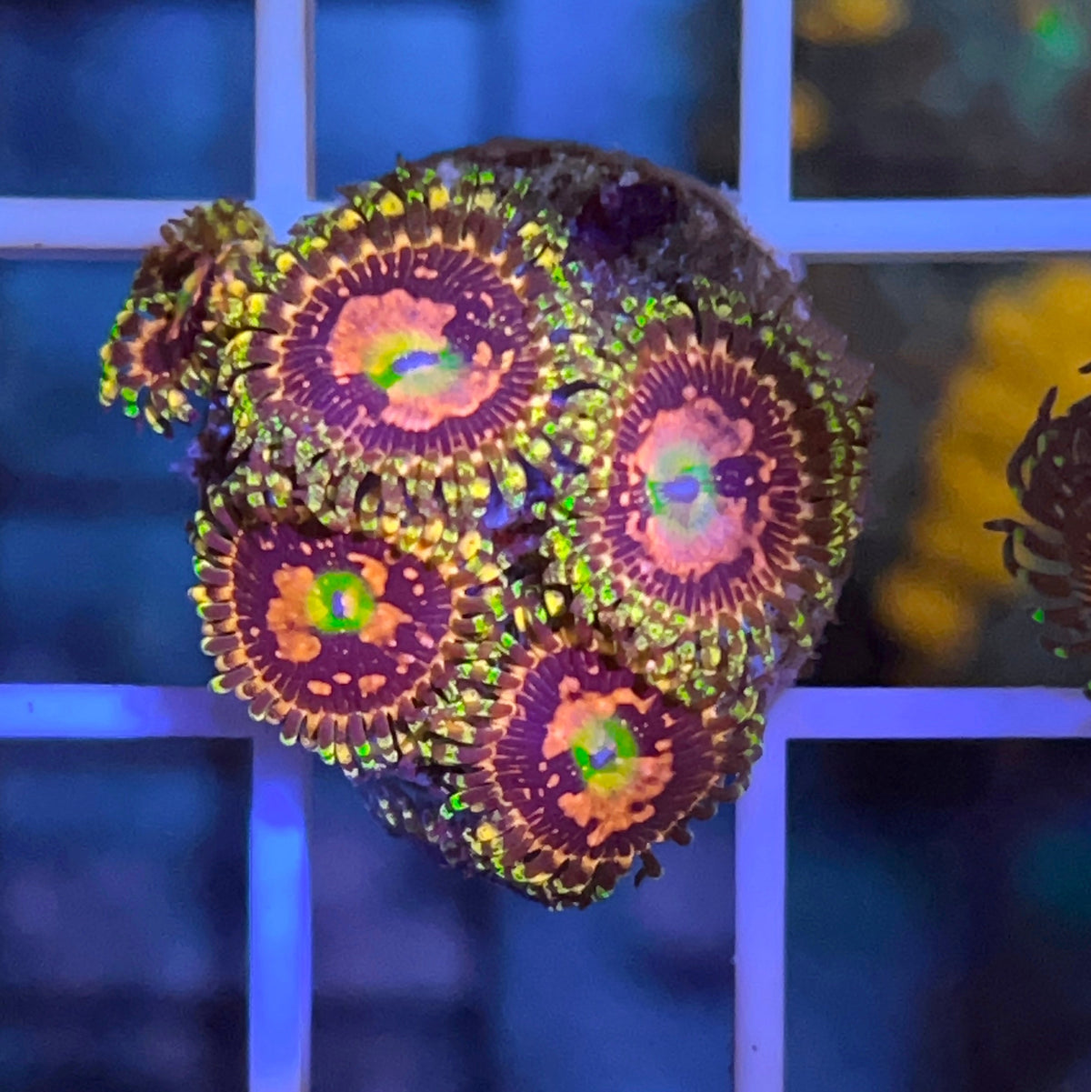 Space Chaos Zoas coral at Lazy's Coral House