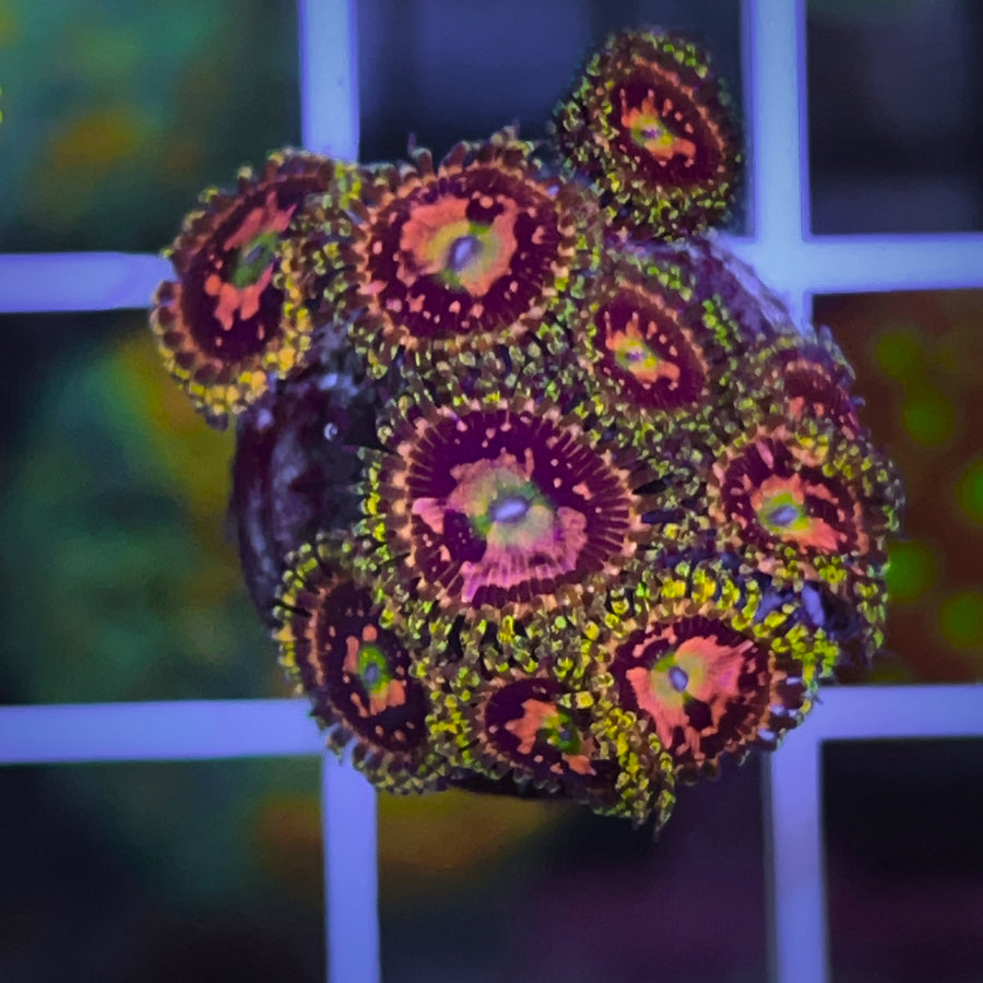 Space Chaos Zoas coral at Lazy's Coral House