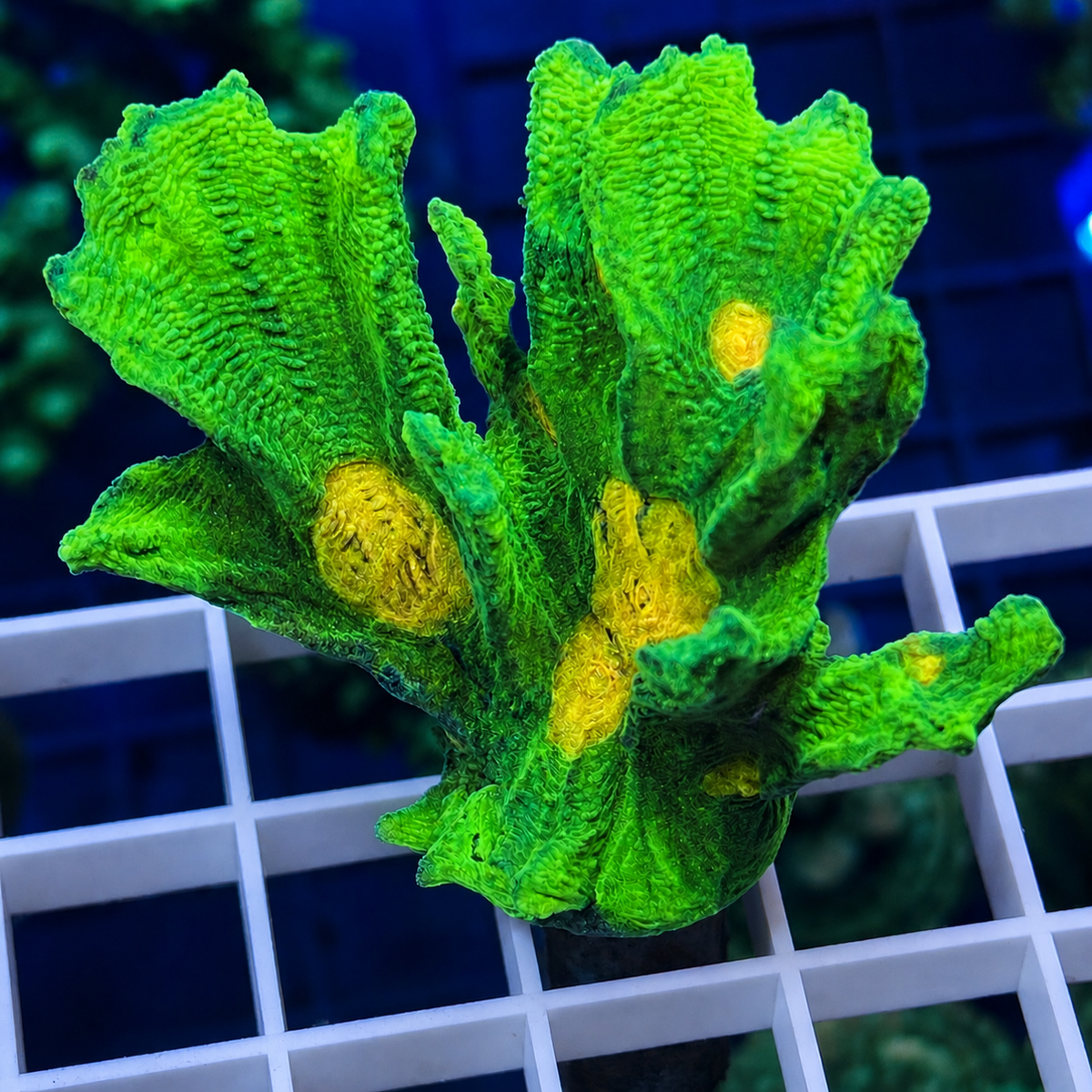 Space Invader Pectinia - WYSIWYG coral at Lazy's Coral House.