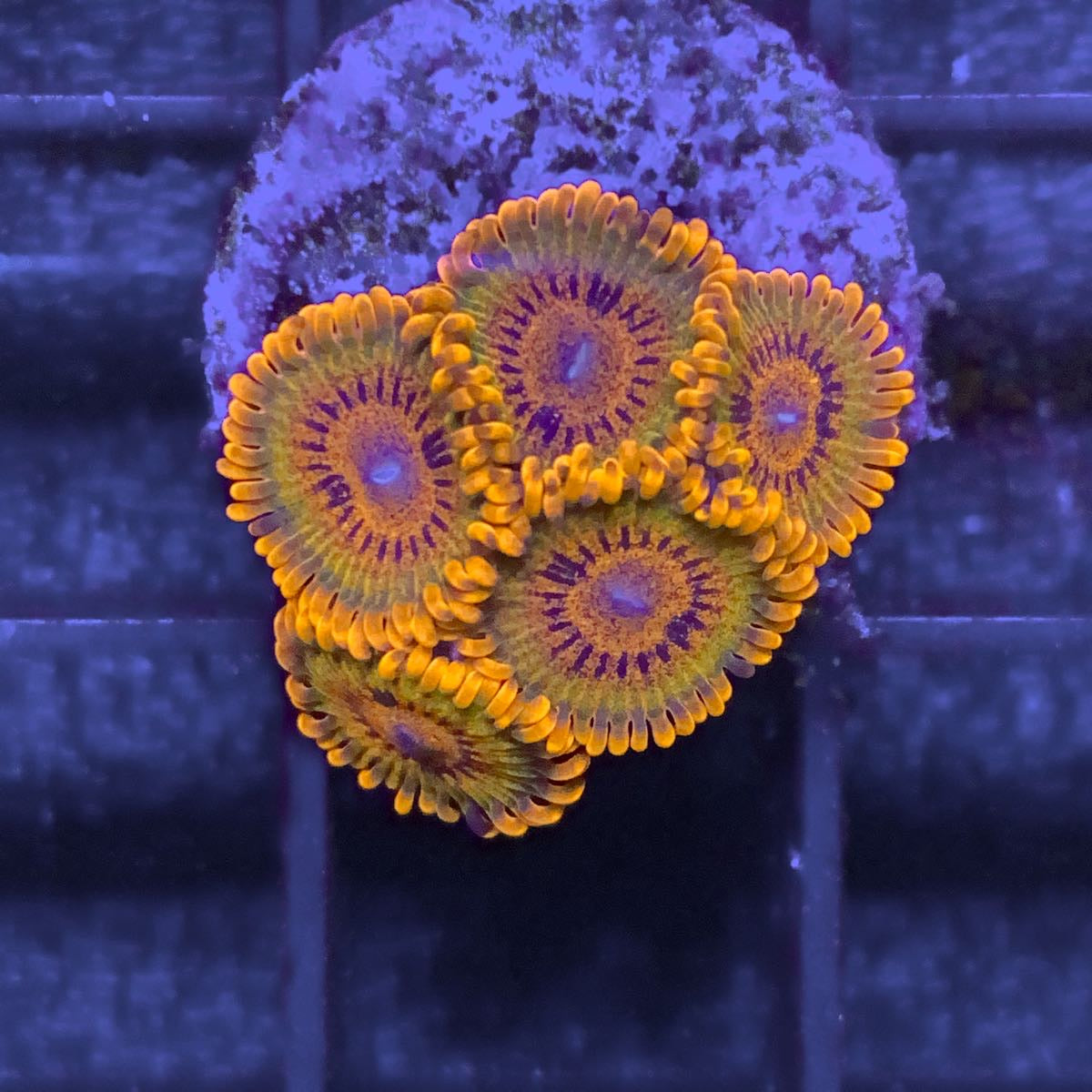 Speckled Krakatoa Zoas coral at Lazy's Coral House