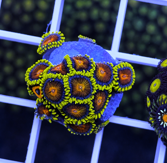 Spitfire Zoas - WYSIWYG coral at Lazy's Coral House.
