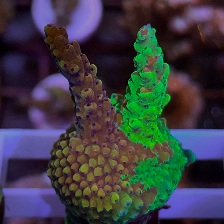 SR Cadillac Splice Acropora coral at Lazy's Coral House