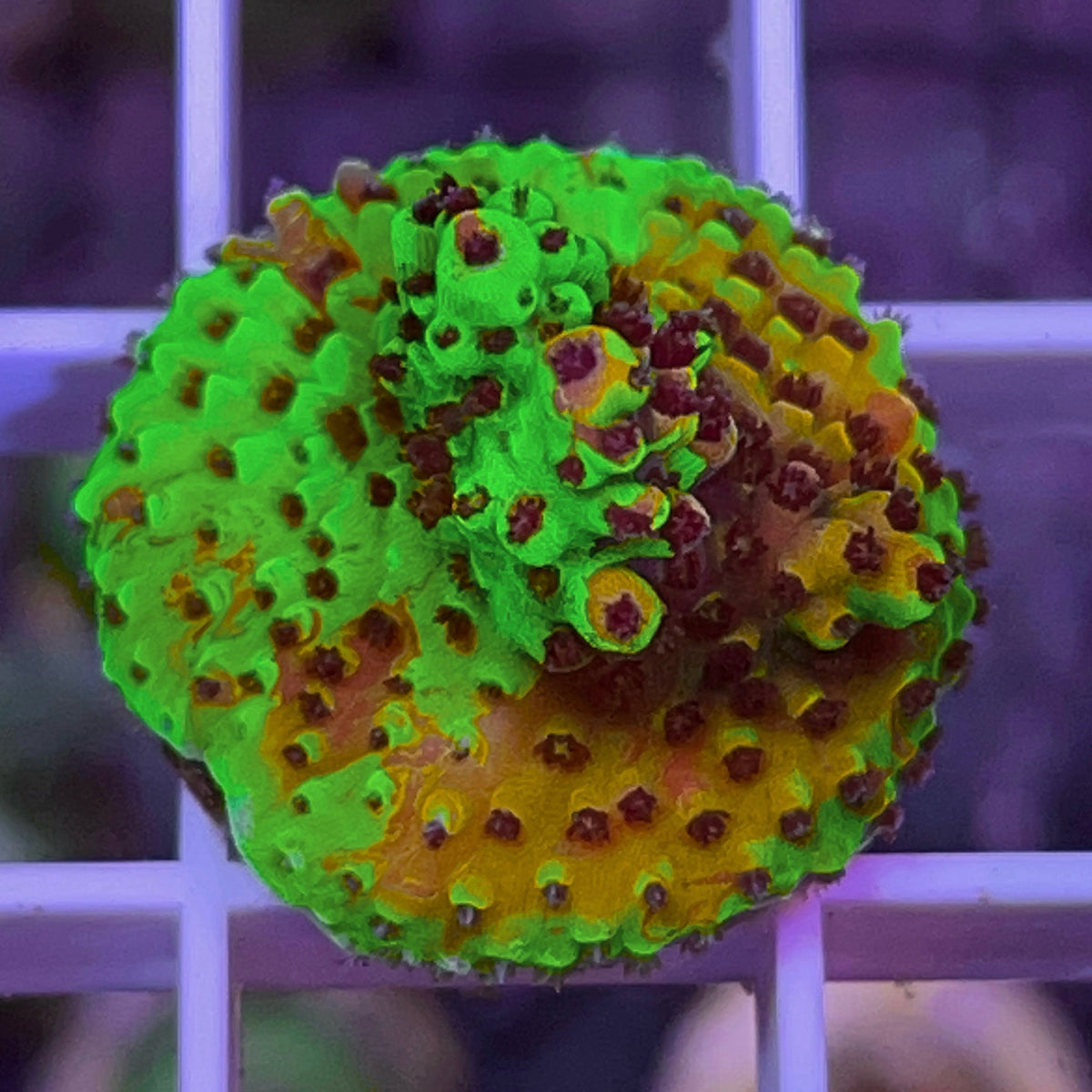 SR Cadillac Splice Acropora coral at Lazy's Coral House