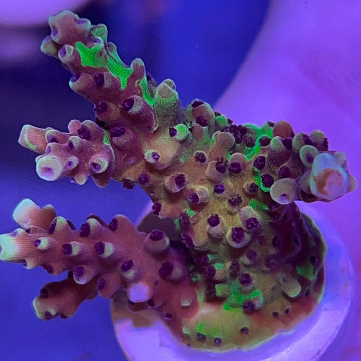 SR Cadillac Splice Acropora coral at Lazy's Coral House