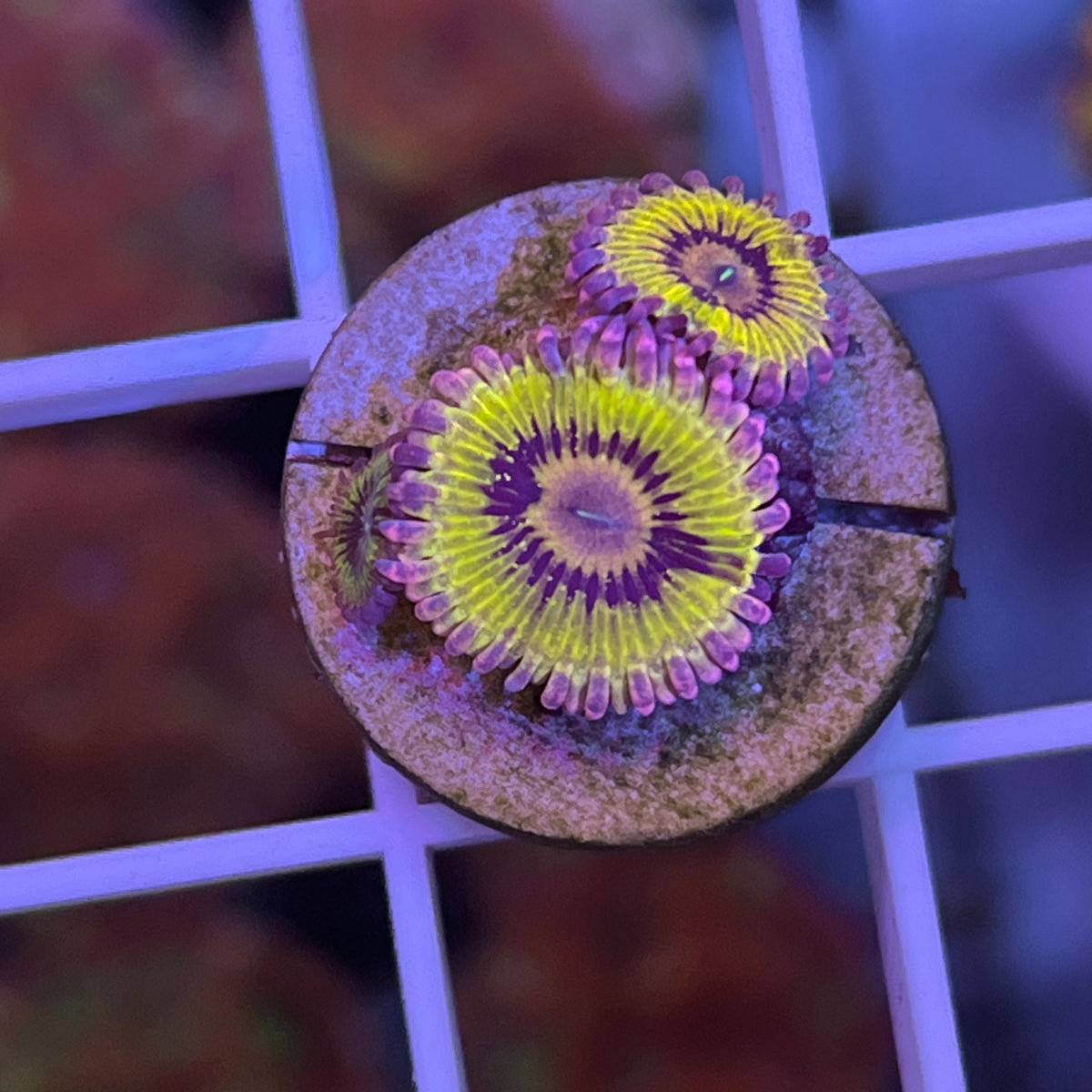 Stratocaster Zoas coral at Lazy's Coral House