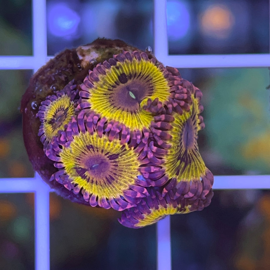 Stratocaster Zoas coral at Lazy's Coral House