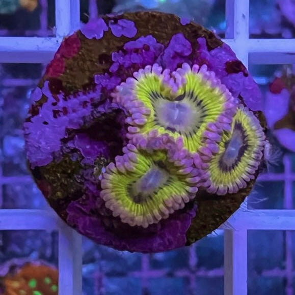 Stratocaster Zoas coral at Lazy's Coral House