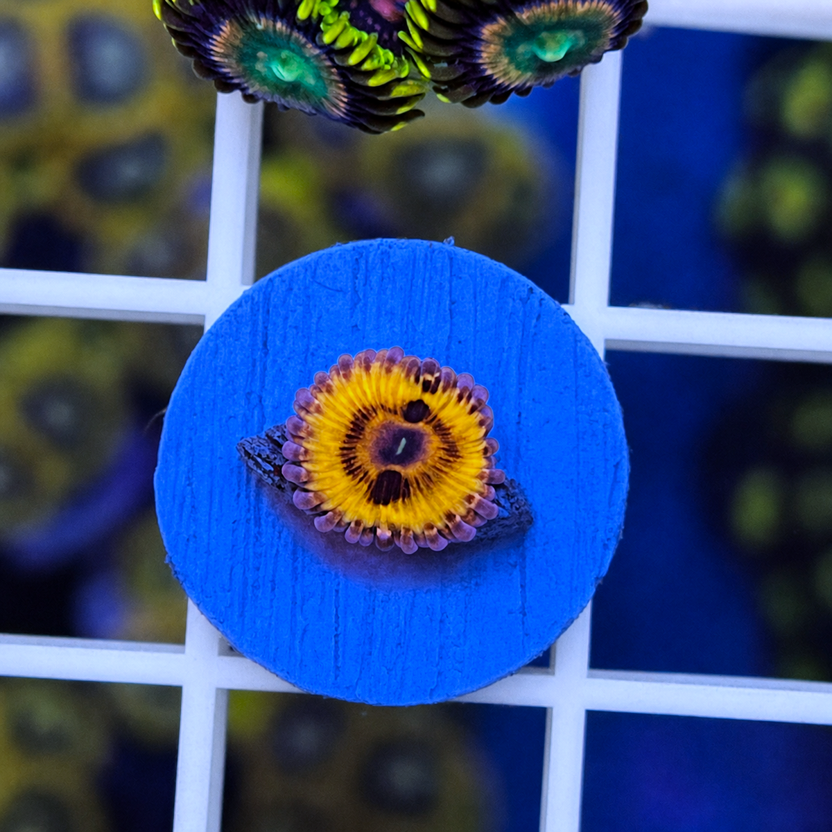 Stratocaster Zoas - WYSIWYG coral at Lazy's Coral House.