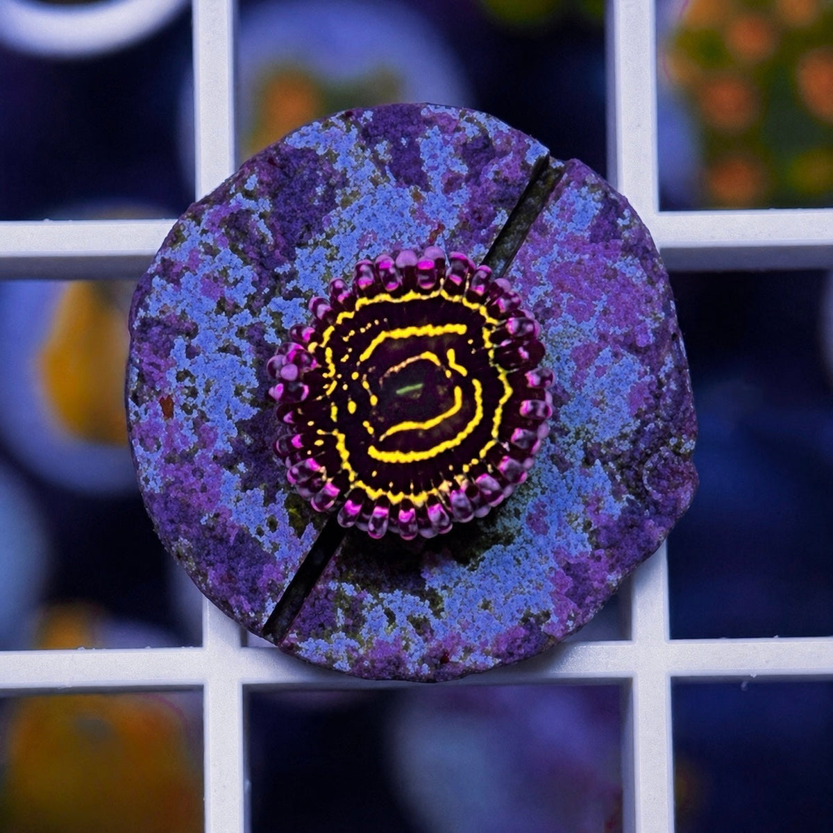 Stratosphere Zoas coral at Lazy's Coral House