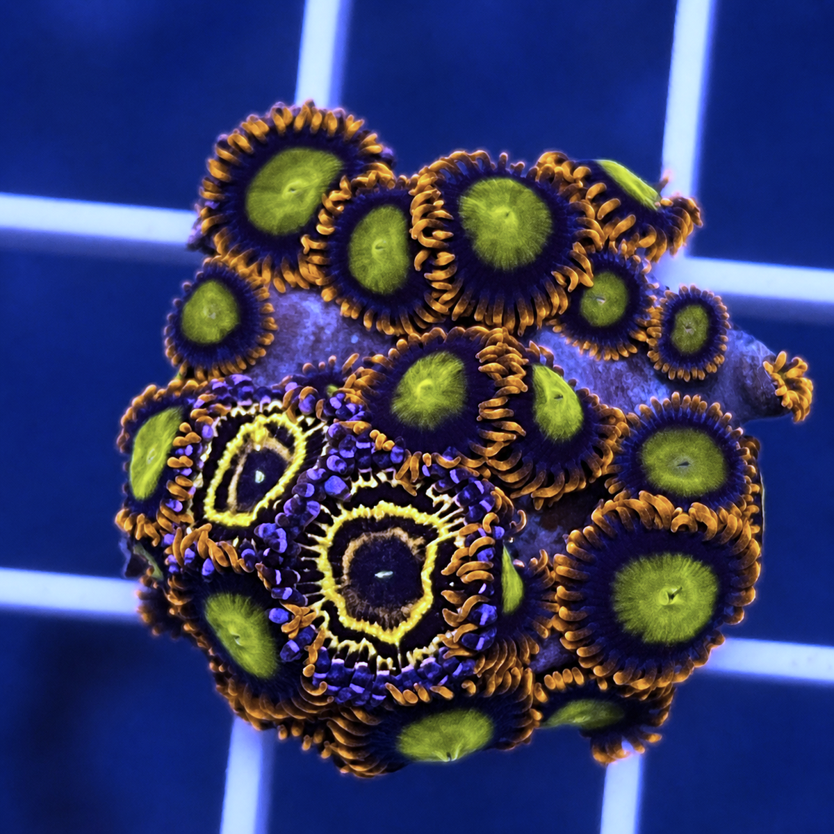 Stratosphere Zoas - Mandrain Mix - WYSIWYG coral at Lazy's Coral House.