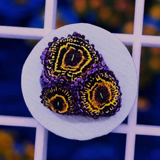 Stratosphere Zoas - WYSIWYG coral at Lazy's Coral House
