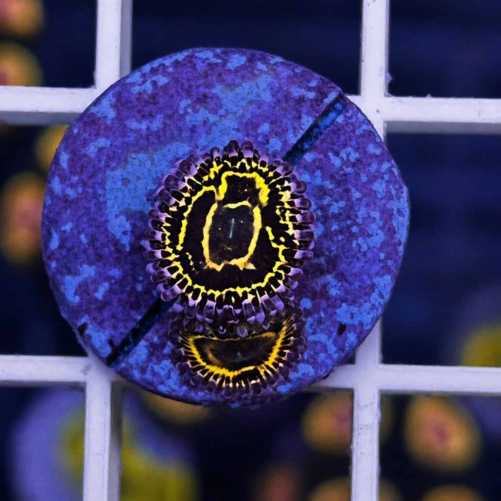 Stratosphere Zoas - WYSIWYG - Great Price coral at Lazy's Coral House.