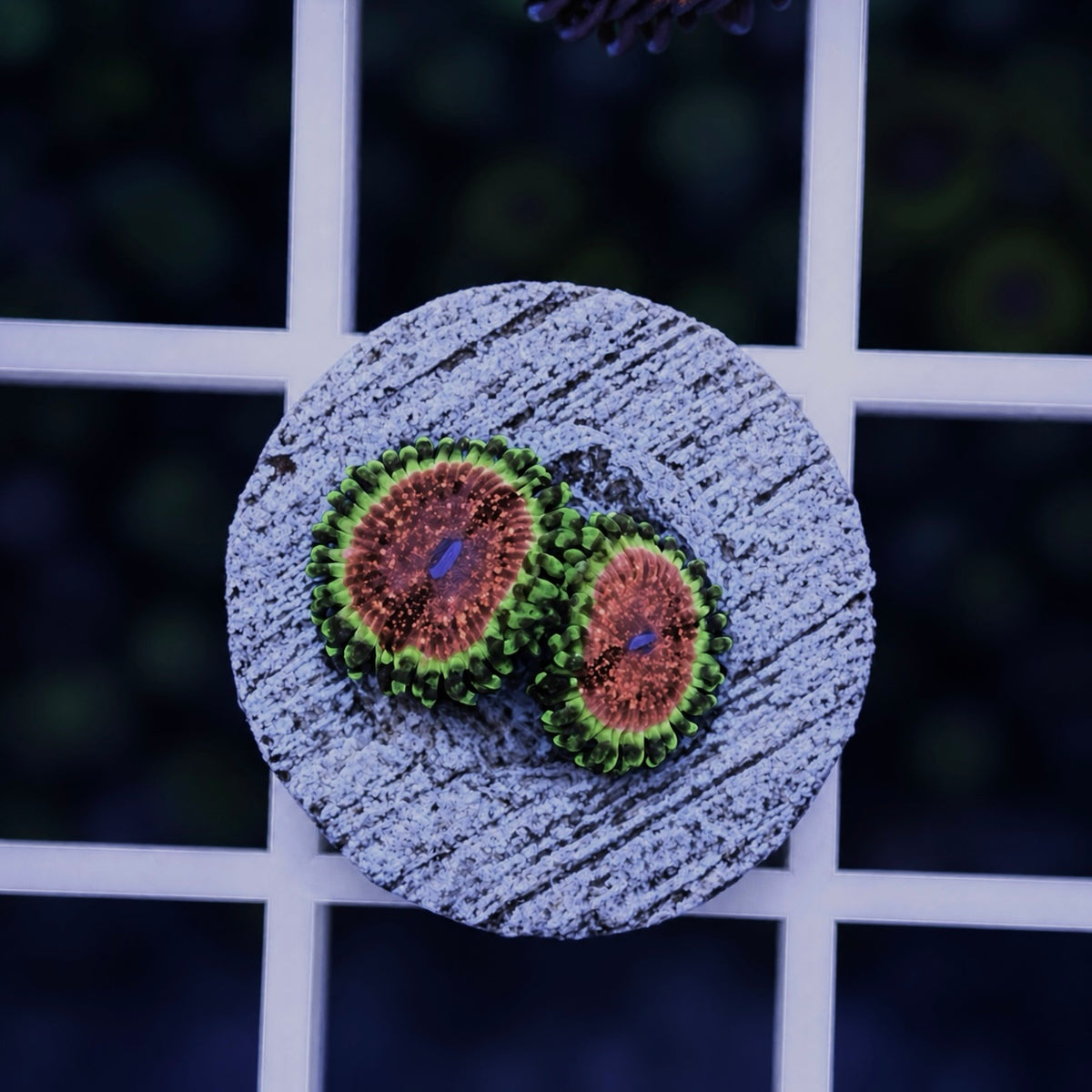 Strawberry Wine Zoas - WYSIWYG coral at Lazy's Coral House