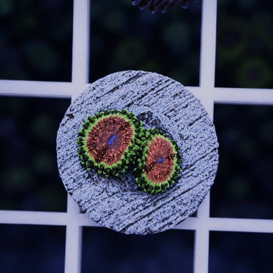 Strawberry Wine Zoas - WYSIWYG coral at Lazy's Coral House