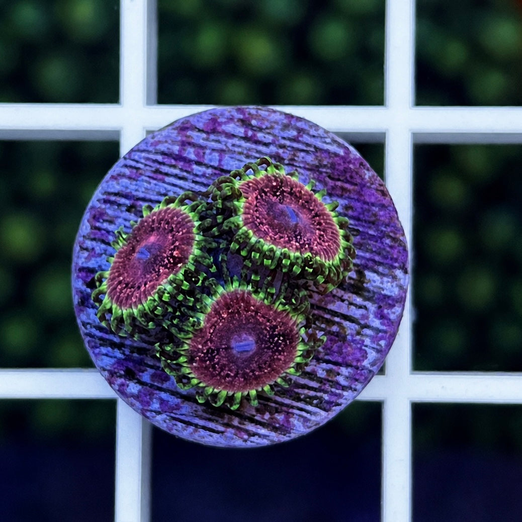 Strawberry Wine Zoas - WYSIWYG coral at Lazy's Coral House.