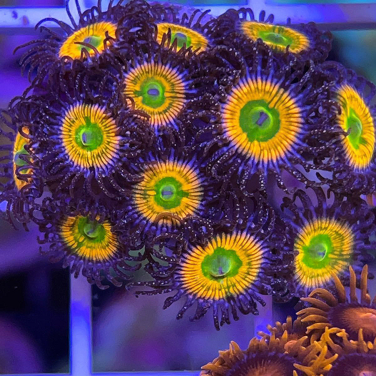 Sunny D's Zoas coral at Lazy's Coral House