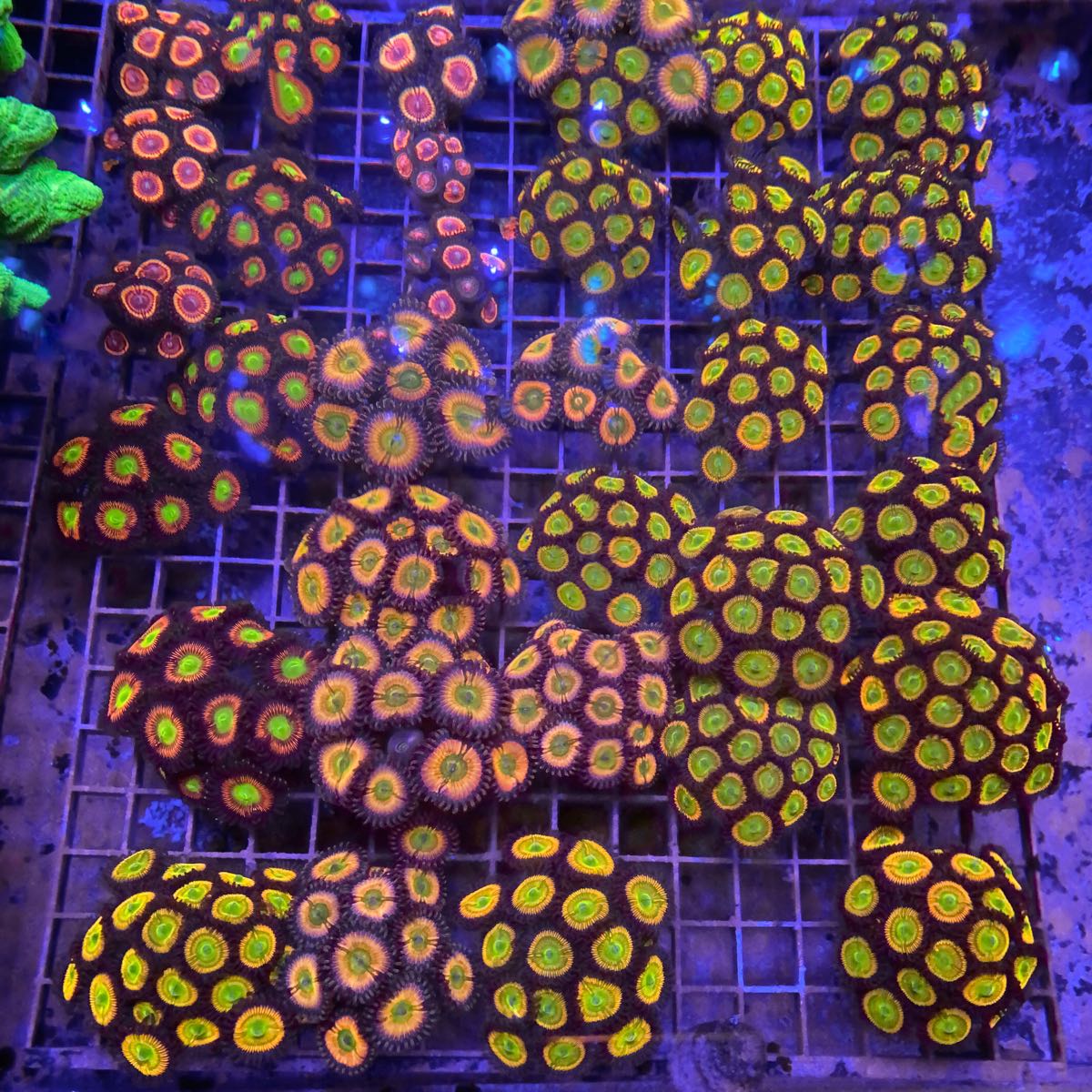 Sunny D's Zoas coral at Lazy's Coral House
