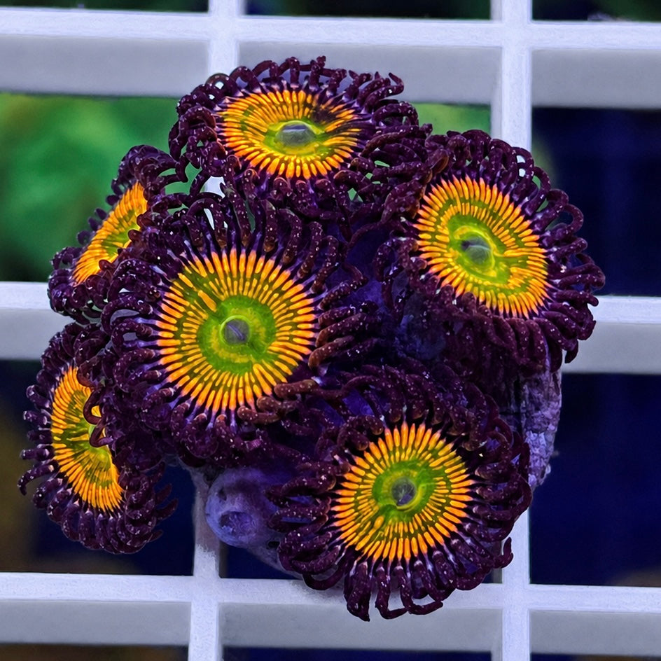 Sunny D's Zoas - WYSIWYG coral at Lazy's Coral House.