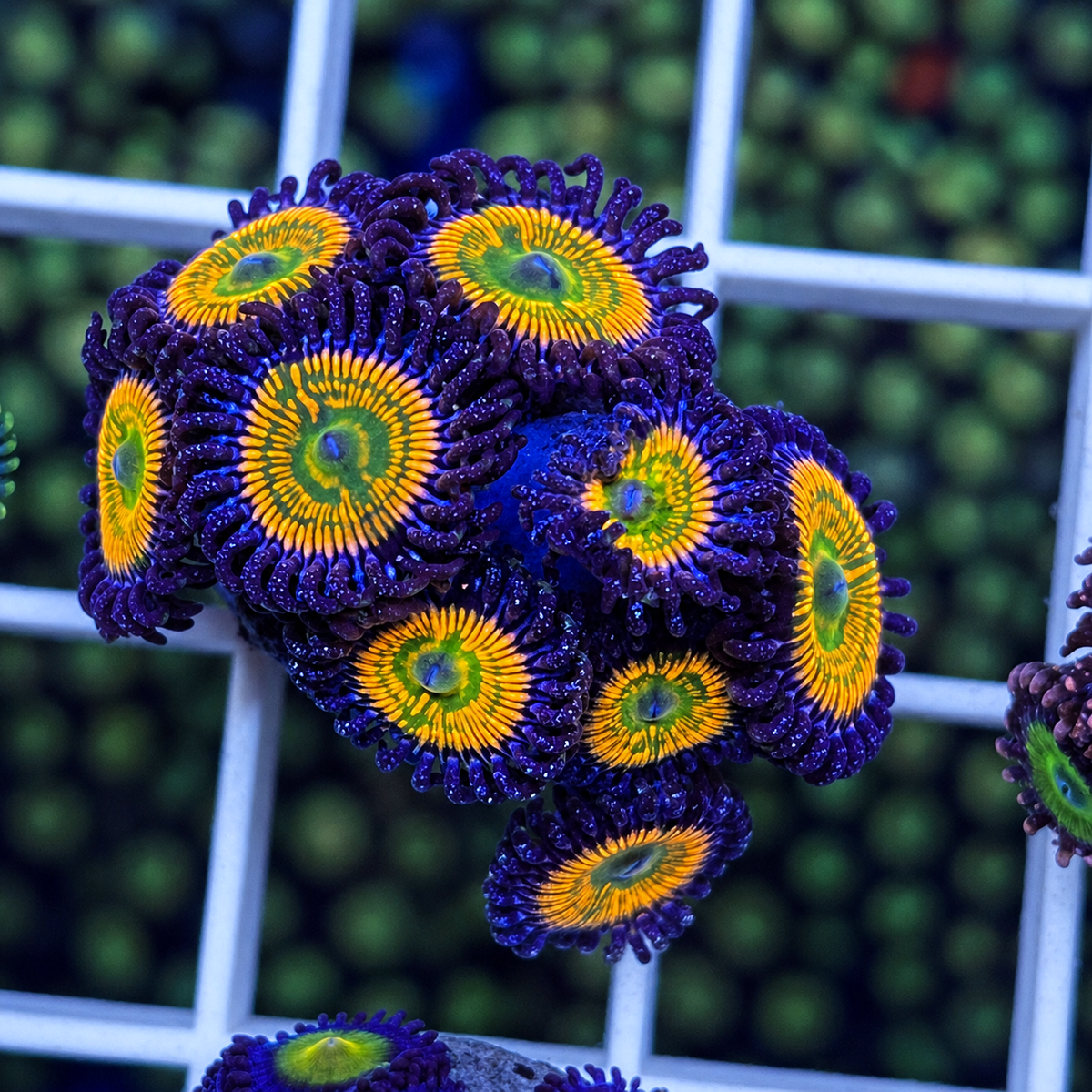 Sunny D's Zoas - WYSIWYG coral at Lazy's Coral House.