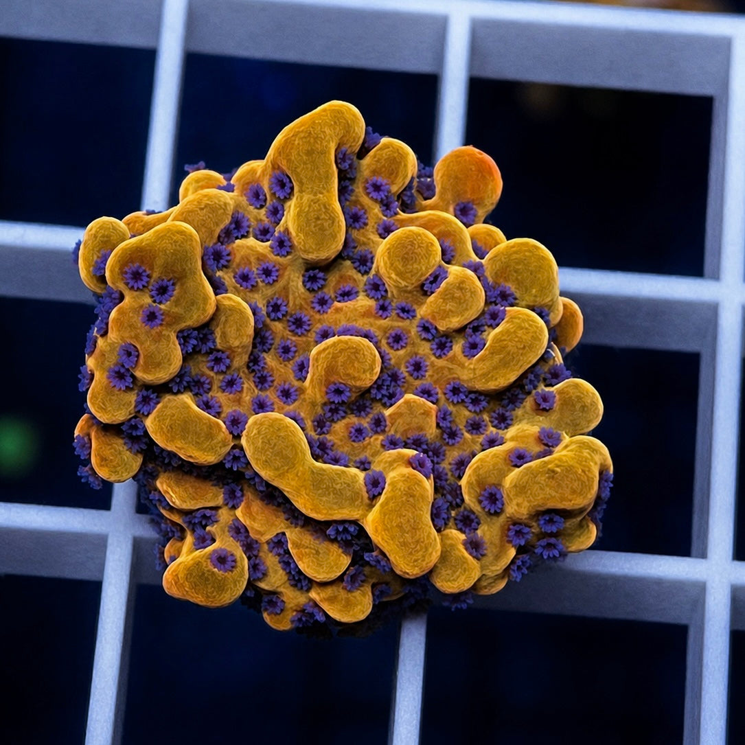 TG Supernova Montipora - WYSIWYG coral at Lazy's Coral House.