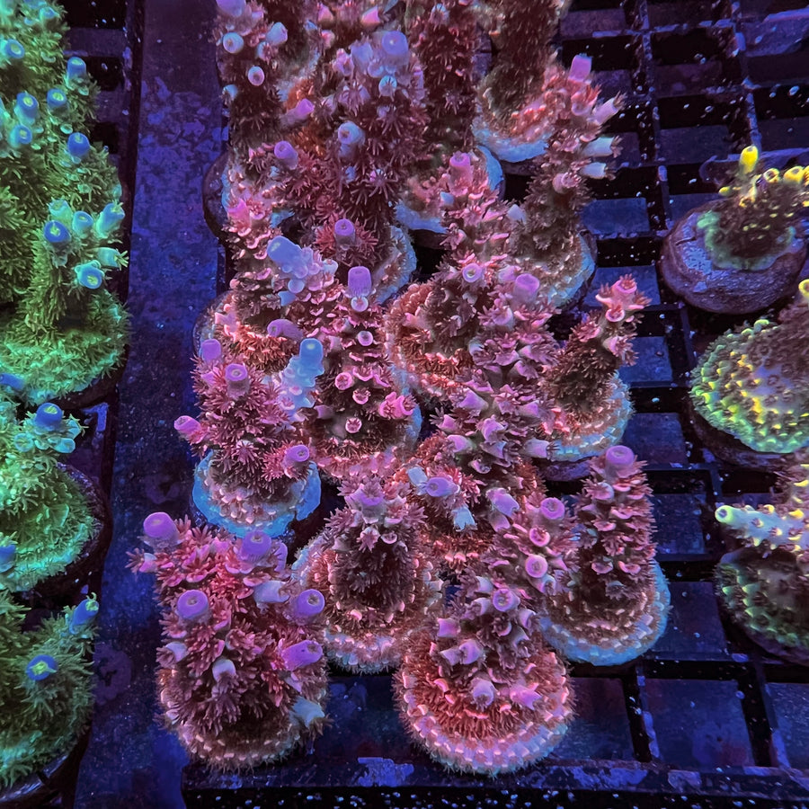 TGC Cherry Bomb Acropora coral at Lazy's Coral House