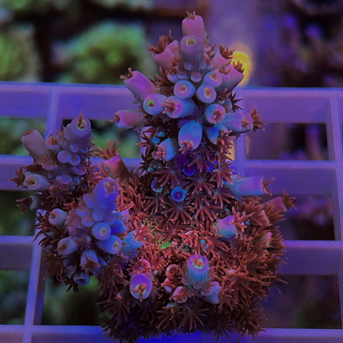 TGC Cherry Bomb Acropora coral at Lazy's Coral House