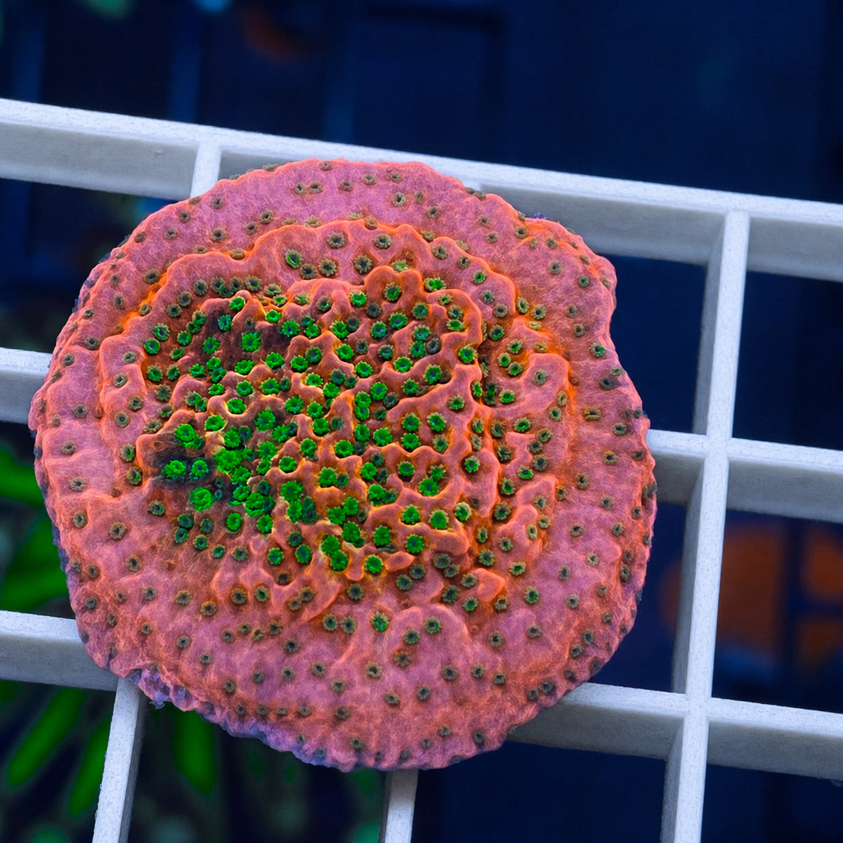 Tropic Thunder Montipora coral at Lazy's Coral House.