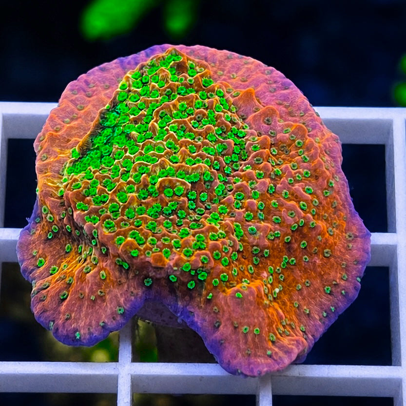 Tropic Thunder Montipora - WYSIWYG coral at Lazy's Coral House.