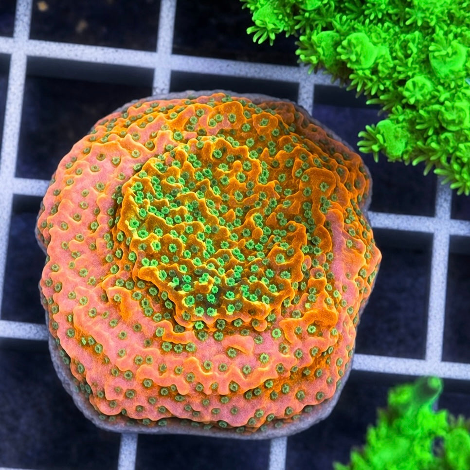 Tropic Thunder Montipora - WYSIWYG coral at Lazy's Coral House.