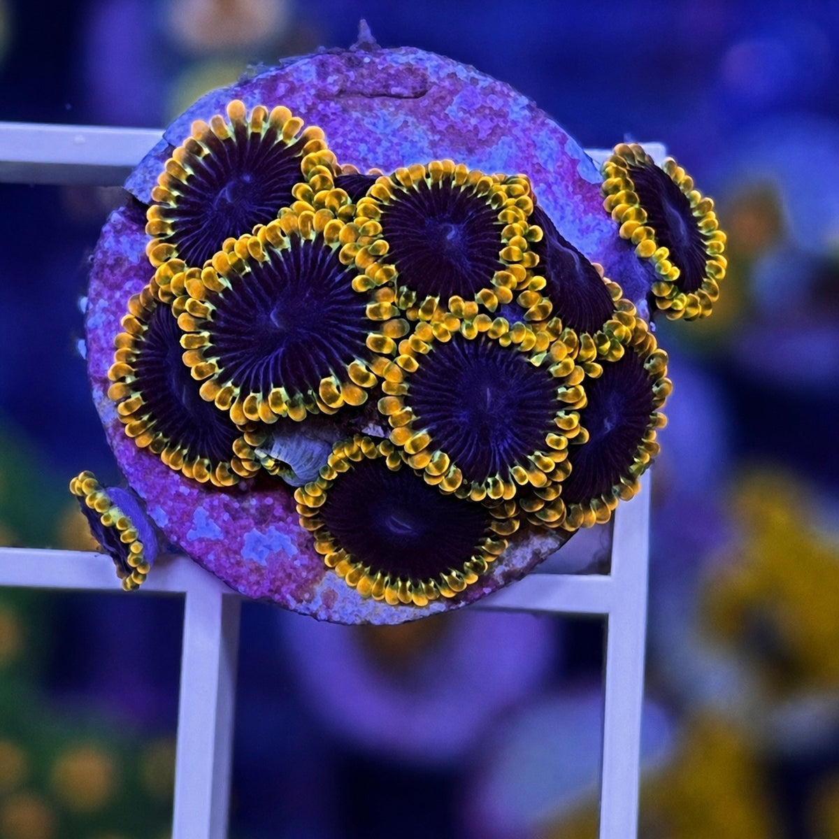 TSA Warp Drive Zoas - WYSIWYG coral at Lazy's Coral House.