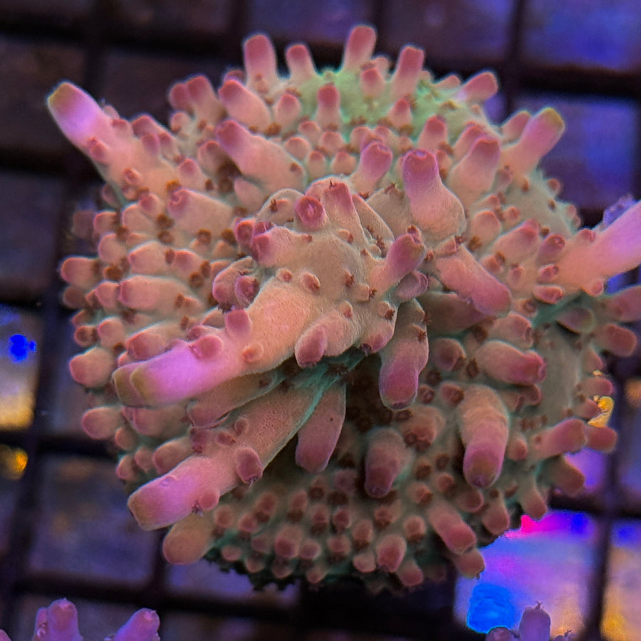TSA Zombieland Acropora coral at Lazy's Coral House
