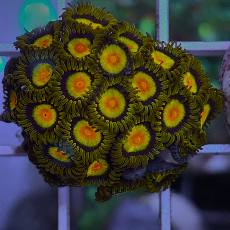 Tutti Frutti Zoas coral at Lazy's Coral House