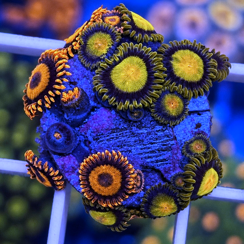 Tutti Frutti Zoas - WYSIWYG coral at Lazy's Coral House.