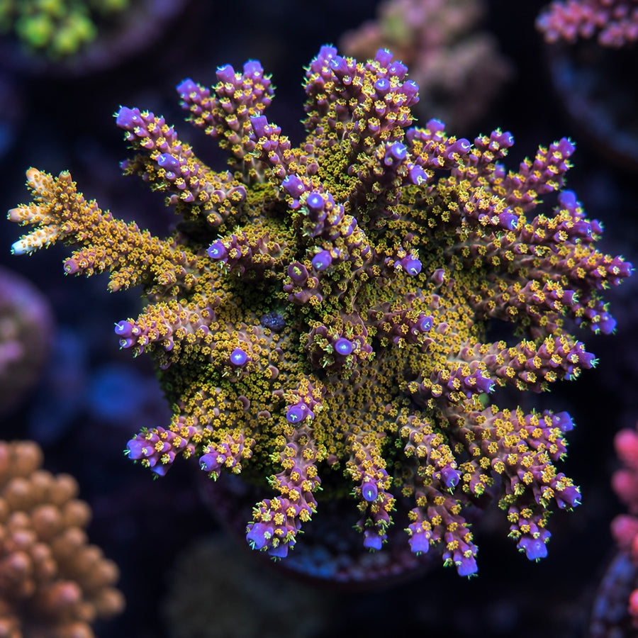 Tyree Merlins Staff Acropora coral at Lazy's Coral House
