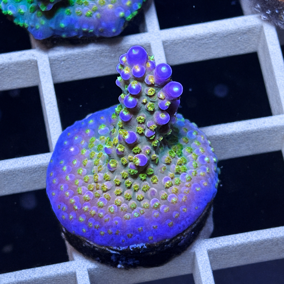 SPS Corals for Sale | Lazy's Coral House