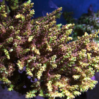 Tyree Pink Lemonade Acropora coral at Lazy's Coral House