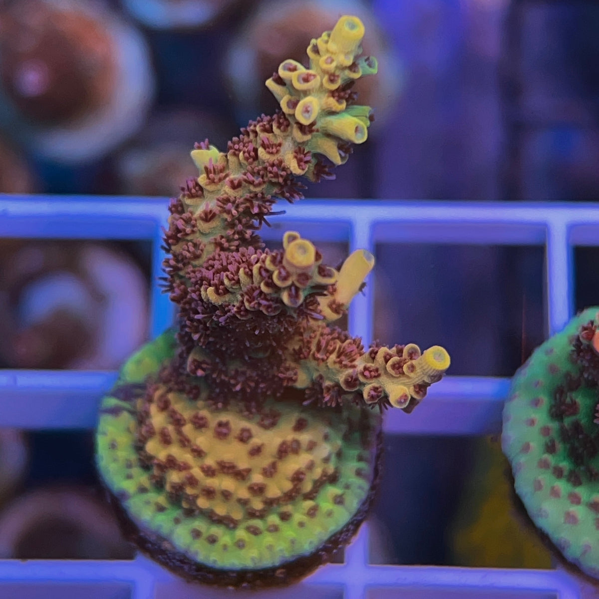 Tyree Pink Lemonade Acropora coral at Lazy's Coral House