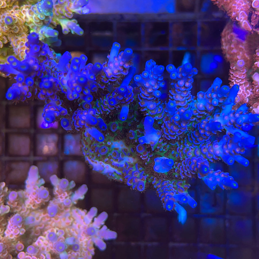 Tyree Superman Tenuis Acropora coral at Lazy's Coral House