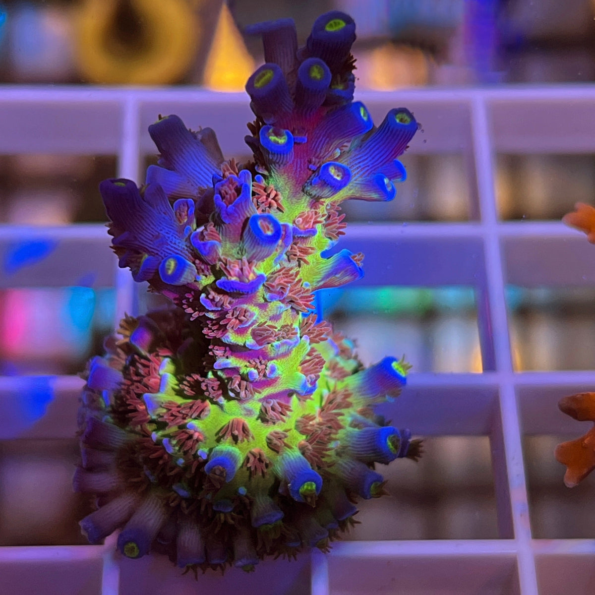 Tyree Superman Tenuis Acropora coral at Lazy's Coral House