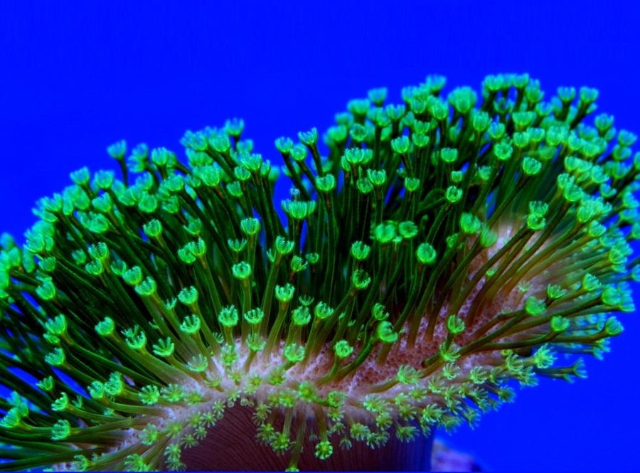 Tyree Toadstool coral at Lazy's Coral House