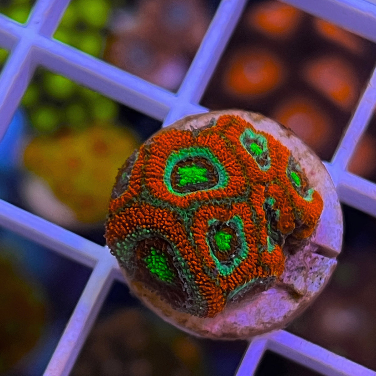 UFO Micromussa coral at Lazy's Coral House