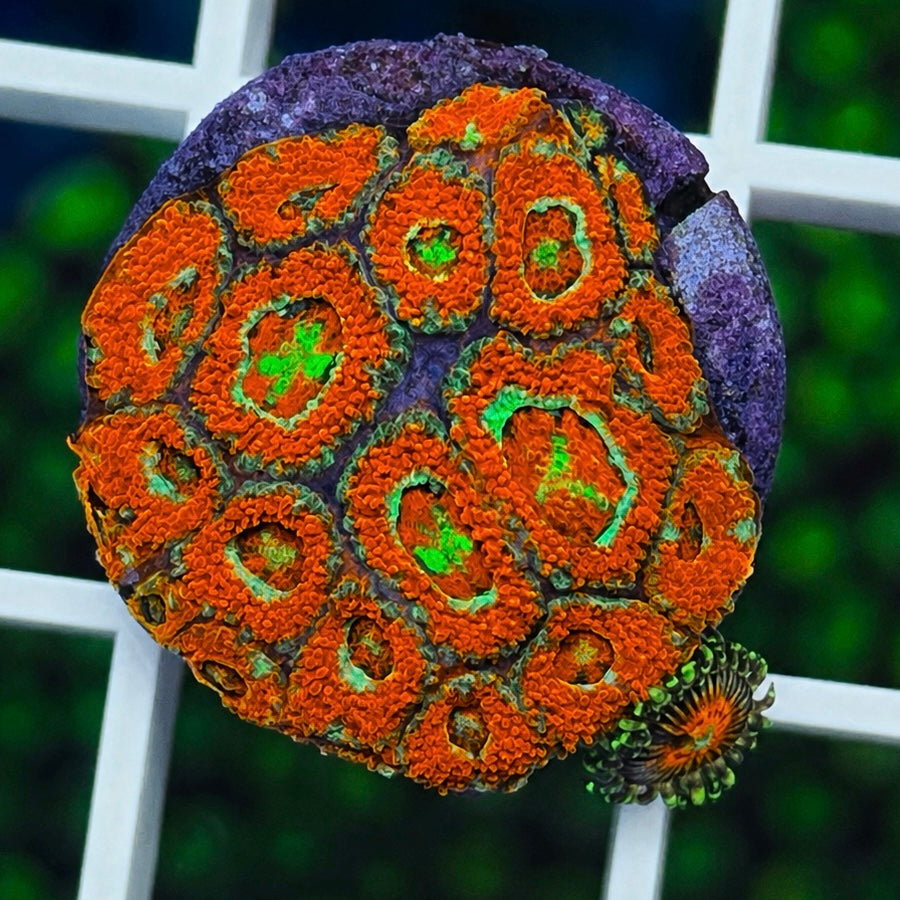 UFO Micromussa - WYSIWYG coral at Lazy's Coral House.