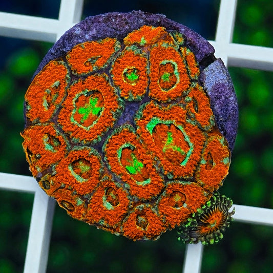 UFO Micromussa - WYSIWYG coral at Lazy's Coral House.