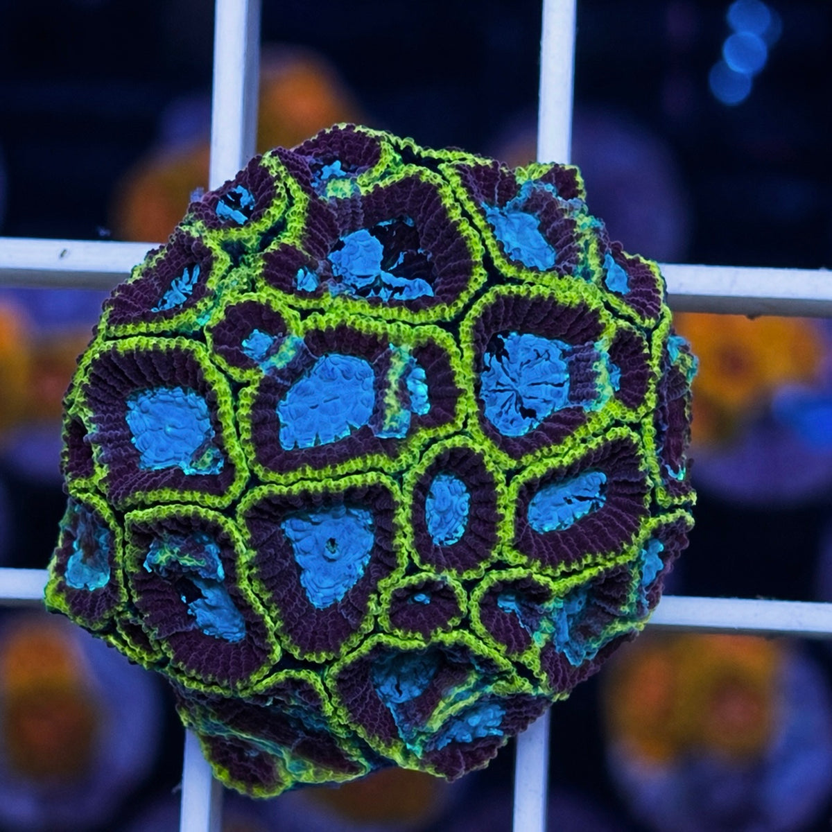 Ultron Favia - WYSIWYG coral at Lazy's Coral House.