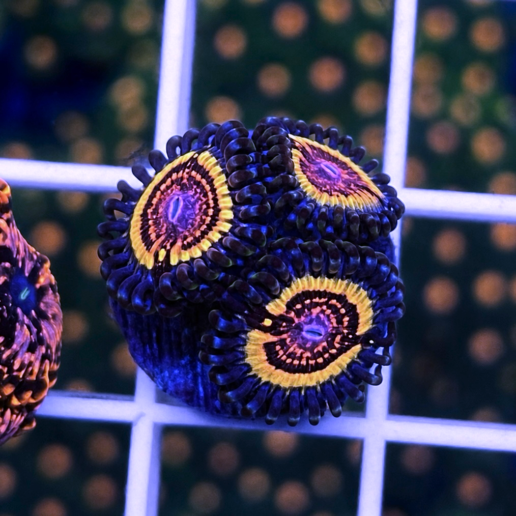 Unknown Zoas - Beautiful! coral at Lazy's Coral House.