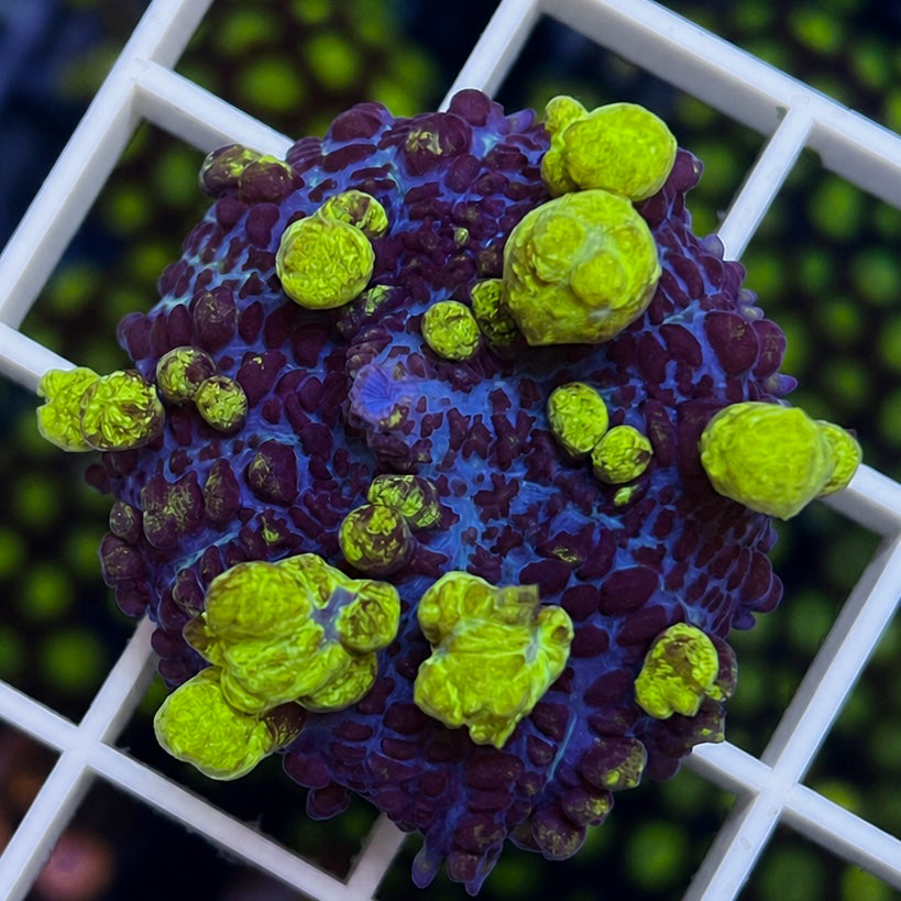 Uranium Bounce Mushroom coral at Lazy's Coral House