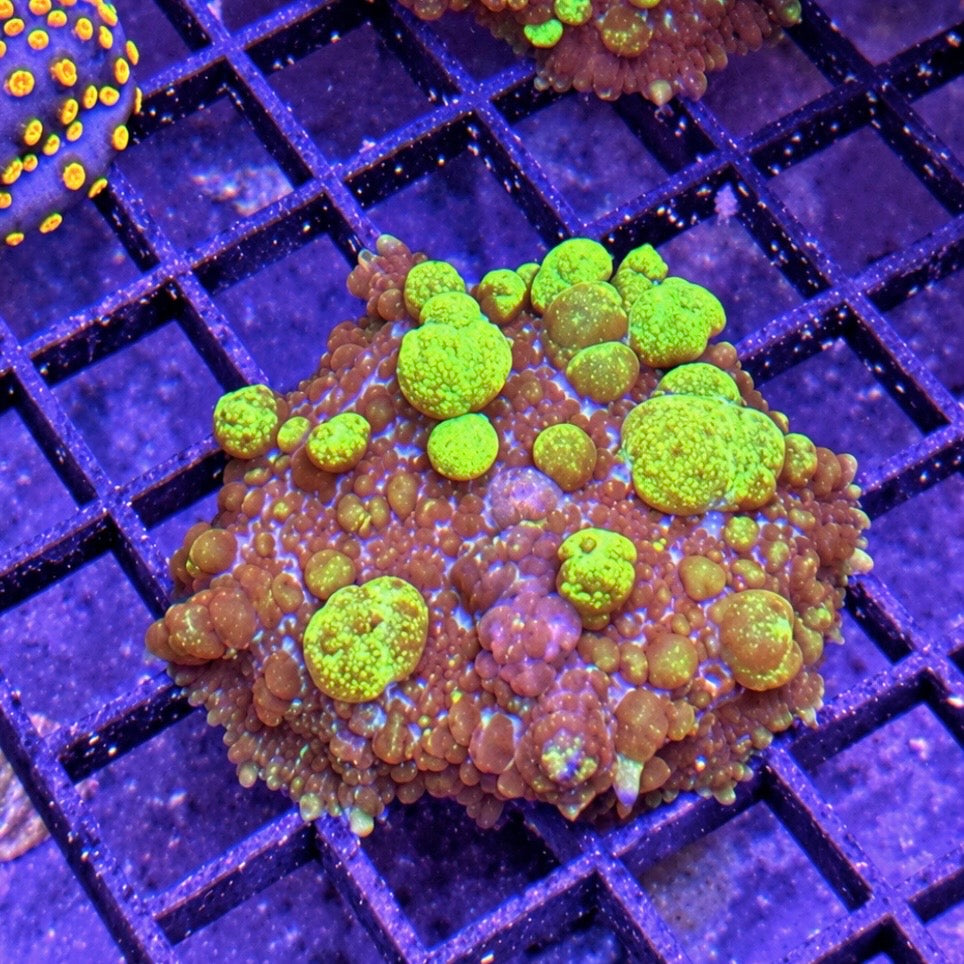 Uranium Bounce Mushroom - WYSIWYG coral at Lazy's Coral House