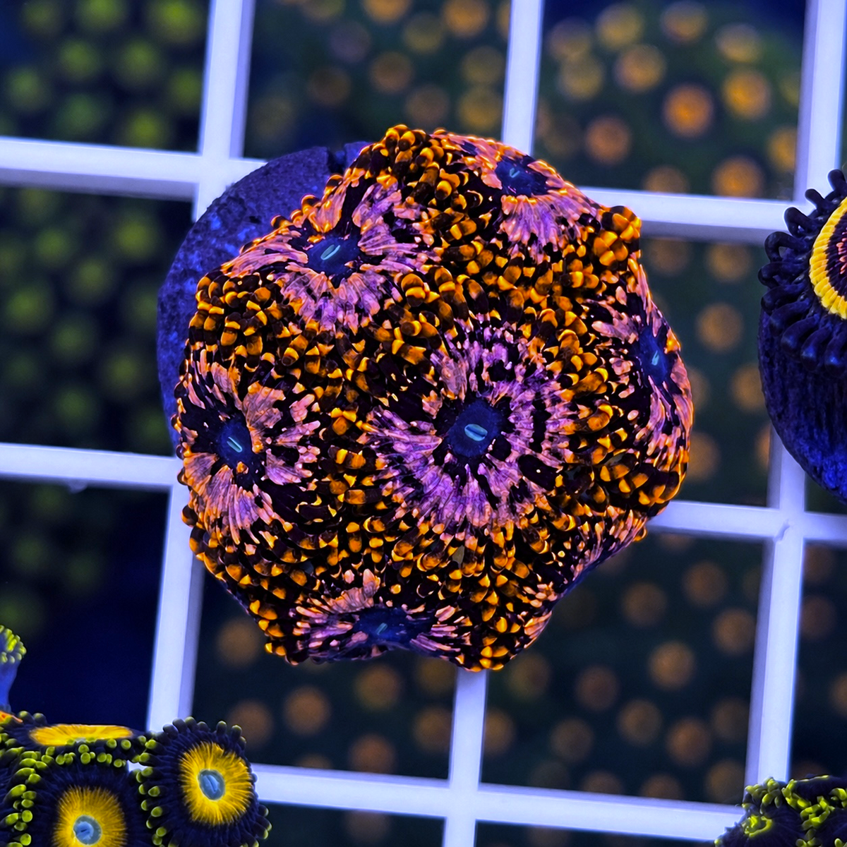 Utter Chaos Zoas - WYSIWYG coral at Lazy's Coral House.