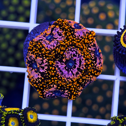 Utter Chaos Zoas - WYSIWYG coral at Lazy's Coral House.