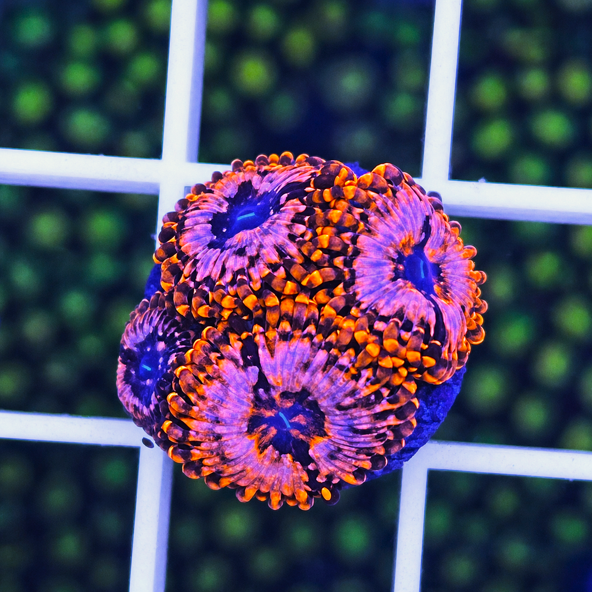 Utter Chaos Zoas - WYSIWYG coral at Lazy's Coral House.